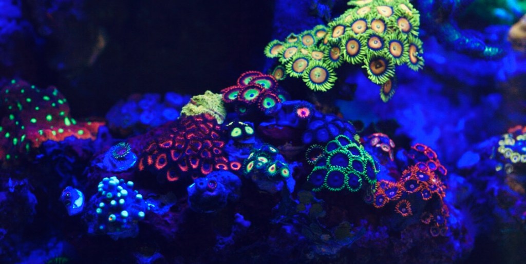 Reef Tank
