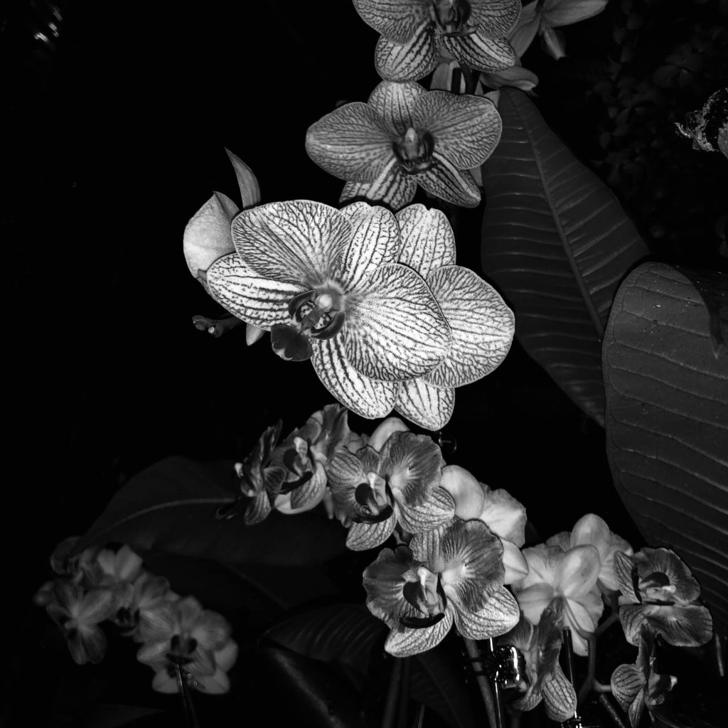 Love’s Decay and&nbsp;Fury